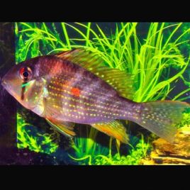 Acarichthys heckelli - Acara de Heckel 6-8 cm lot de 2  42,00 €
