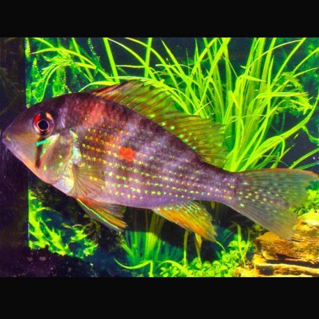 Acarichthys heckelli - Acara de Heckel 6-8 cm lot de 2  42,00 €