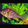 Acarichthys heckelli - Acara de Heckel 6-8 cm lot de 2