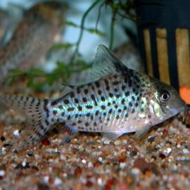 Corydoras ambiacus XL