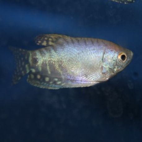 Trichopodus trichopterus blanc - Gourami blanc 6-7 cm