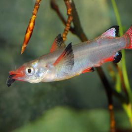 Nomoramphus liemi (demi bec)