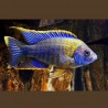 Aulonocara sp. Lwanda Hai Reef 10-12 cm le couple