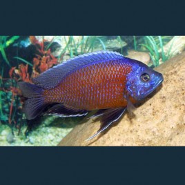 Copadichromis Borleyi Kadango Red 8-10 cm