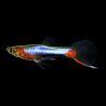Guppy endler blue star mâle uniquement