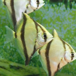 Monodactylus sebae lot de 5