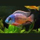 Protomelas taeniolatus boadzulu couple 10-12cm 49,50 €