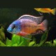 Protomelas taeniolatus boadzulu couple 10-12cm 59,50 €