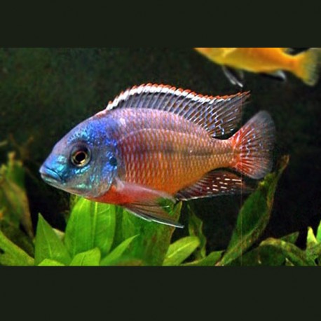 Protomelas taeniolatus boadzulu couple 10-12cm 59,50 €