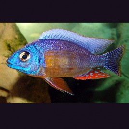 Protomelas sp. " Taiwan Reef " - Haplochromis Taiwan Reef le couple 10-12cm