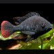 Haplochromis nubilus - Astatotilapia Nubila 4-6cm 7,50 €
