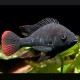 Haplochromis nubilus - Astatotilapia Nubila 4-6cm 
