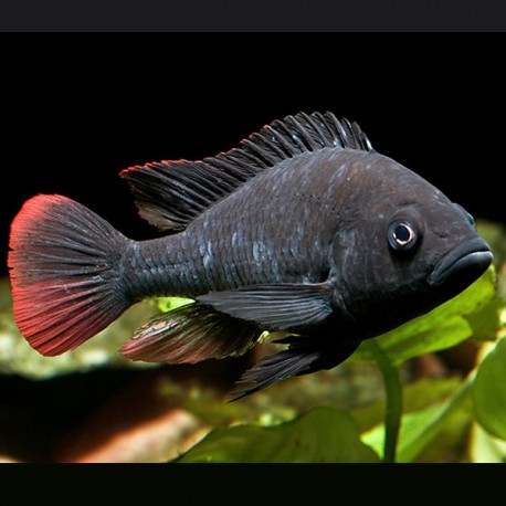 Haplochromis nubilus - Astatotilapia Nubila 4-6cm 