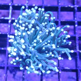 Bouture Euphyllia glabrescens vert à pointes blanches (1 polype)