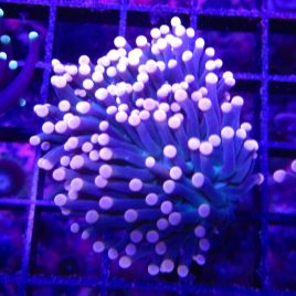 Bouture Euphyllia glabrescens mauve à pointes oranges (1 polype)