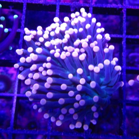 Bouture Euphyllia glabrescens mauve à pointes oranges (1 polype) 59,50 €