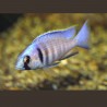 Placidochromis-Cyrtocara Electra 5-6cm