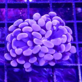 Bouture Euphyllia parancora rose (2 polypes)