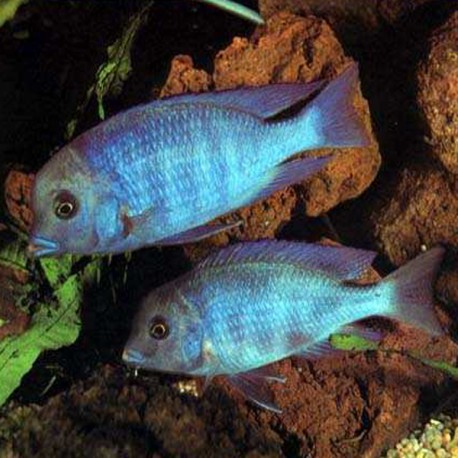 Cyrtocara Moorii le couple 8-9cm 