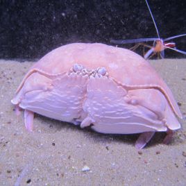 Calappa Calappa 10-12 cm