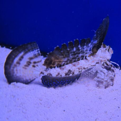 Dactylopus dactylopus * 8-10 cm 59,50 €