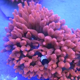 Entacmea quadricolor - anémone à tentacules rondes rouge  (8-10 cm deployée)