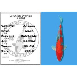 Koï Japon Goshiki Sansai éleveur Kawakami taille 36 cm Mâle Koï Japon automne 2023 - 2024 295,00 €