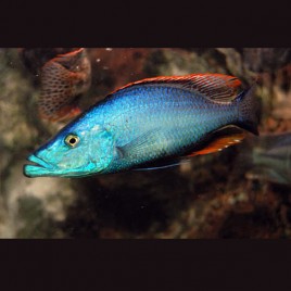Dimidiochromis Compressiceps 8-12 cm le couple 37,50 €