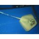 Dasyatis kuhlii (15 cm sans la queue) 287,50 €