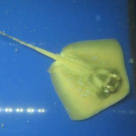 Dasyatis kuhlii (15 cm sans la queue)