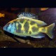 Nimbochromis venustus 10-12 cm le couple 49,50 €