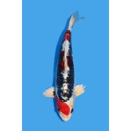Koï Japon Beni Kikokuryu Nisai éleveur Marusaka taille +30 cm