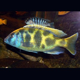 Nimbochromis venustus 7-8 cm lot de 2