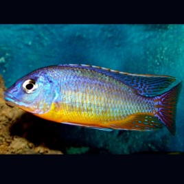 Haplochromis Protomelas Taeniolatus Steveni Blue Gold le couple 10-12cm