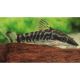 Otocinclus Cocama 2,5-3cm 19,50 €