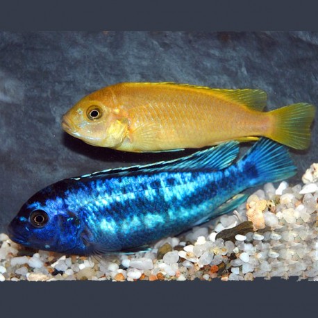 Melanochromis Johanni 6-8cm 8,50 €