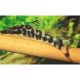 Otocinclus Cocama 2,5-3cm 19,50 €