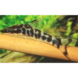 Otocinclus Cocama 2,5-3cm 19,50 €