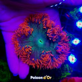 Phymanthus crucifer - epicystis crucifer rouge 3-4 cm 67,50 €
