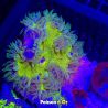 Phymanthus crucifer - epicystis crucifer verte  (3 -4 cm)