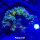 Phymanthus crucifer - epicystis crucifer verte (3 -4 cm) 49,50 €