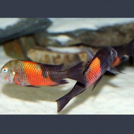 Tropheus Moorii orange bemba 5-6 cm