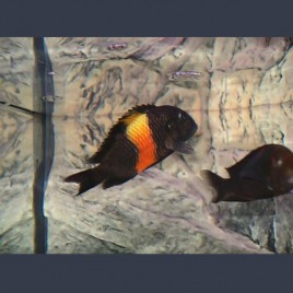 Tropheus Moorii orange bemba 5-6 cm lot de 2 34,50 €