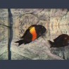 Tropheus Moorii orange bemba 5-6 cm lot de 2