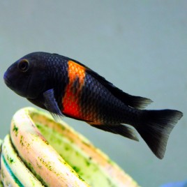 Tropheus Moorii Orange Bemba 5-6cm lot de 5