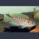 Neolamprologus Brevis 3-4cm lot de 2 16,50 €