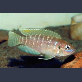 Neolamprologus Brevis 3-4cm lot de 2