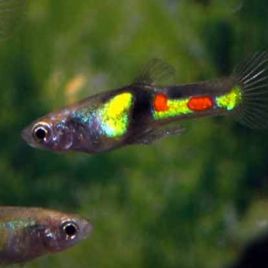 Guppys Endler - Poecilia Wingei El Tigre campoma couples uniquement