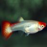 Lot de 5 guppy koï femelle 