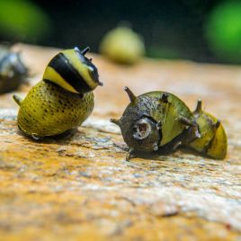 Clithons cornus asortis (escargots mangeurs d'algues) 5,00 €